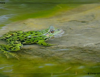 Animali 149